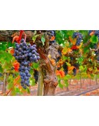 Merlot
